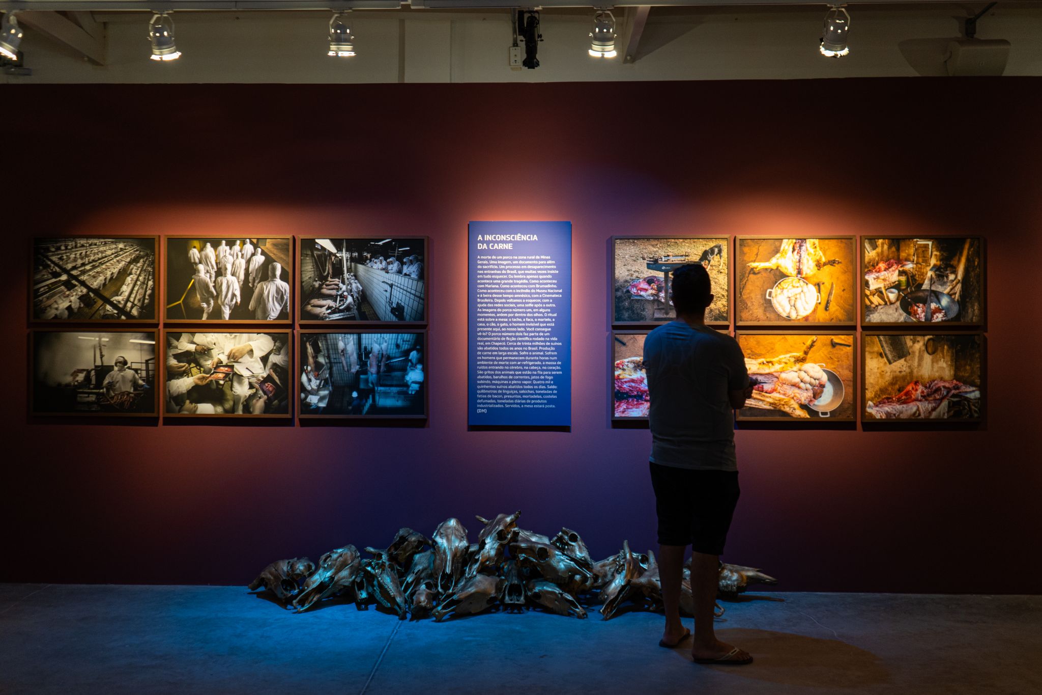 Um homem de costas observa uma exposição fotográfica em um ambiente de iluminação baixa, com luz focal destacando as obras em exibição. A mostra é composta por 12 fotografias organizadas em três fileiras horizontais, separadas ao centro por um painel vertical azul com texto em branco, intitulado “A inconsciência da carne”. À esquerda do painel, as imagens em tons escuros retratam cenas de abatedouros e frigoríficos: trabalhadores em uniformes brancos e máscaras, carcaças penduradas e linhas de produção industrial de carne. À direita, as fotos apresentam o contraste de cenas rústicas e iluminadas com tons quentes: animais abatidos artesanalmente, utensílios de cozinha simples e pedaços de carne expostos sobre superfícies de terra batida ou fogões improvisados. A figura humana está parada, com os braços cruzados, em frente às imagens da direita, voltado para o centro da composição, em atitude contemplativa. A cena sugere um momento de reflexão crítica sobre o processo de produção e consumo de carne.